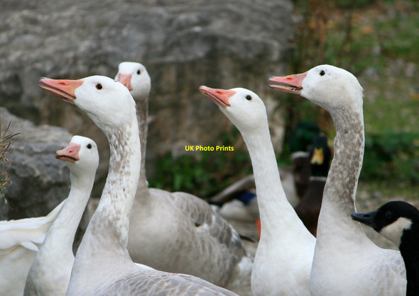 Photo 6"x4" Geese at Attenborough Long Eaton c2008