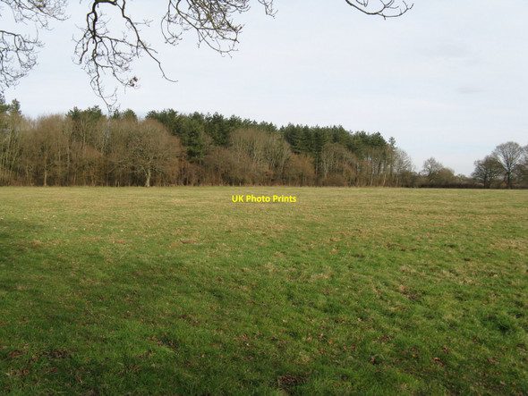 Photo 6"x4" Woodshill Copse Broadford Bridge c2010