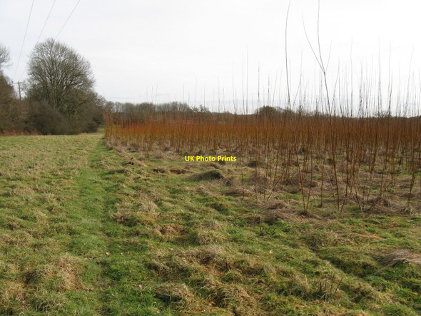 Photo 6"x4" Plantation of which I think are Willows Broadford Bridge c2010