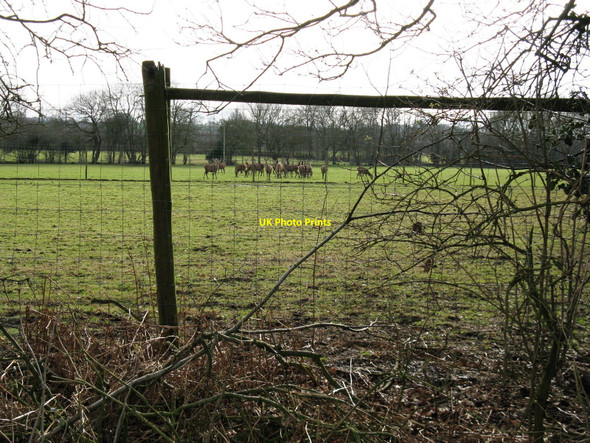 Photo 6"x4" Deer near Granary Farm Broadford Bridge c2010