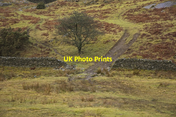 Photo 6"x4" Farm tracks on Birkmoss Plantation Crosthwaite c2010