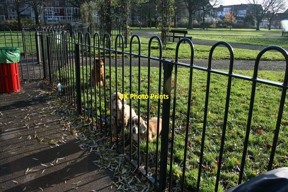 Photo 6"x4" Patient dogs, Victoria Park, Cardiff Canton c2009