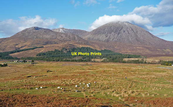 Photo 6"x4" Sheep grazing in Suardal Blackpark\/A' Phairce Dhubh c2010