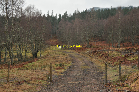 Photo 6"x4" Track and gate in Muirton Wood Coul of Fairburn c2010