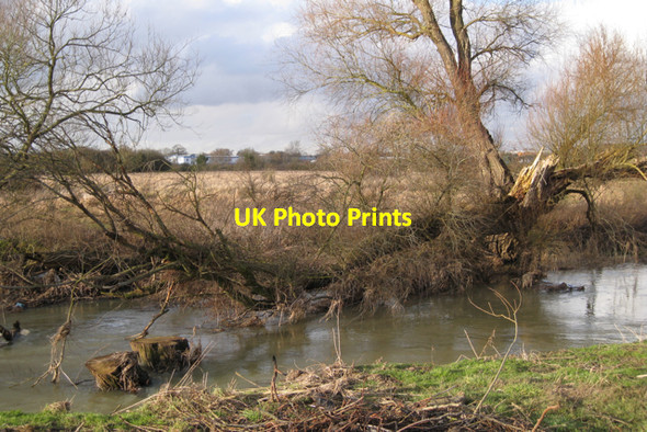 Photo 6"x4" Collapsed willow by the Avon Tollbar End c2010