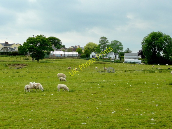 Photo 6"x4" Self-shearing sheep west of Swish Lane Ruardean Hill c2009