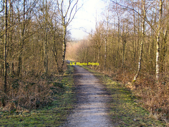 Photo 6"x4" Woodland path Radcliffe\/SD7807 c2010