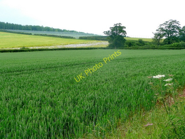 Photo 6"x4" Mixed arable and horticultural land Brobury c2009