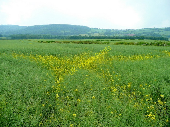 Photo 6"x4" Last few rape flowers Brobury c2009