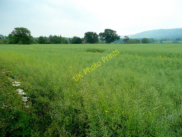 Photo 6"x4" Arable at New Court, Brobury Brobury c2009