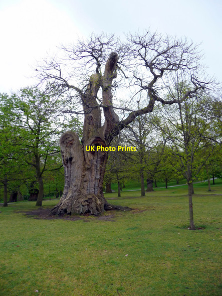 Photo 6"x4" Ancient Hornbeam, Greenwich Park, Greenwich Greenwich\/TQ3977 c2009