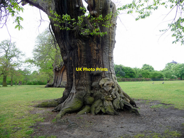 Photo 6"x4" Ancient Hornbeams, Greenwich Park, Greenwich Greenwich\/TQ3977 c2009