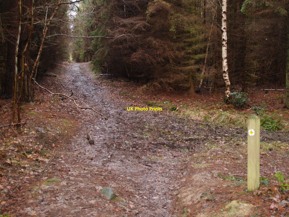 Photo 6"x4" The Footpath in Park Wood Dilston c2010