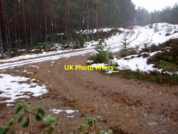 Photo 6"x4" Track junction, Inshriach Forest Feshiebridge c2010