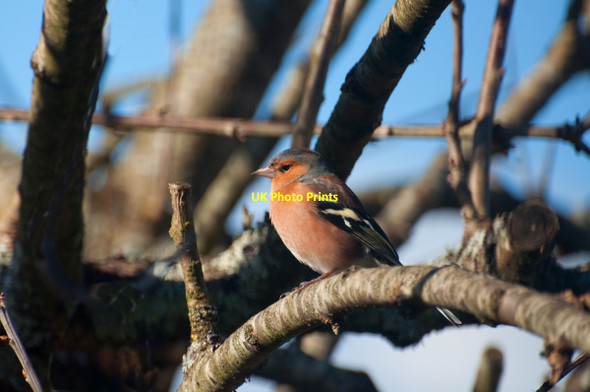 Photo 6"x4" Male Chaffinch, Ernesettle - Plymouth Ernesettle c2010