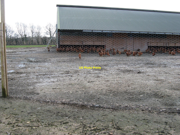 Photo 6"x4" Chickens on Poultry Farm Ditchling c2010