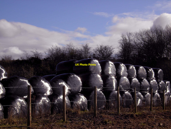 Photo 6"x4" Sunshine on bales Carrutherstown c2010