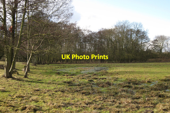 Photo 6"x4" Alder coppice, Stonebridge Meadows Baginton c2010