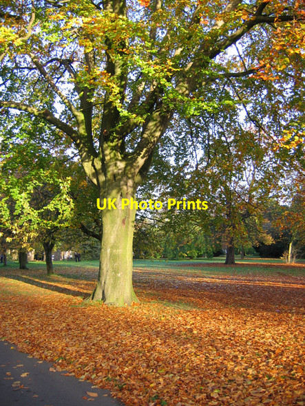 Photo 6"x4" Ryelands Park, Lancaster Lancaster c2007