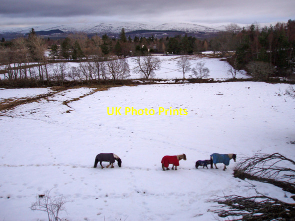 Photo 6"x4" Grazing fields, Grantown on Spey Grantown-On-Spey c2010