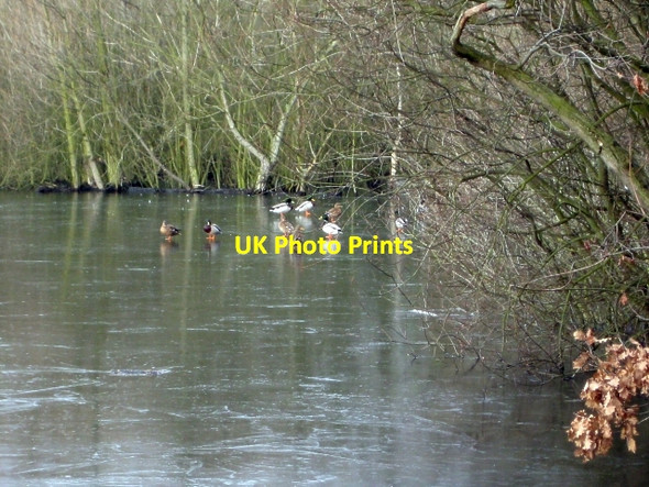 Photo 6"x4" Winter - Stanley Marsh Nature Reserve (4) Stanley\/SE3424 c2010
