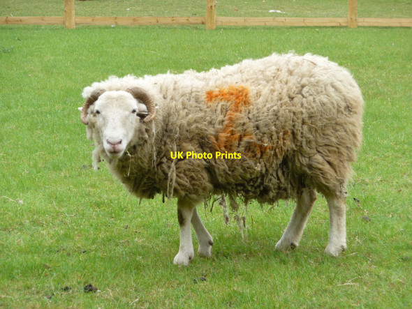 Photo 6"x4" Sheep at Mudchute Farm, Isle of Dogs Greenwich\/TQ3977 c2009 P1