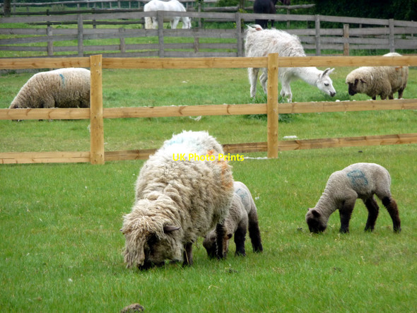 Photo 6"x4" Sheep and Llamas at Mudchute Farm, Isle of Dogs Greenwich\/TQ3977 c2009