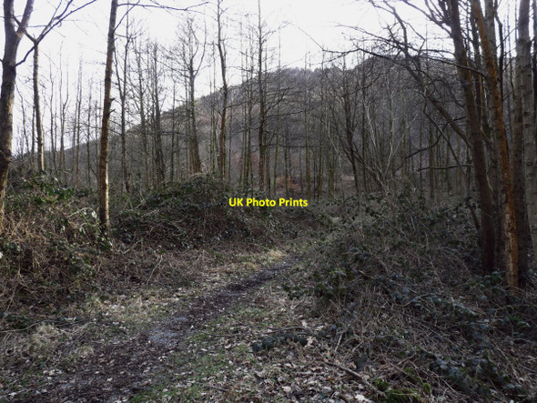 Photo 6"x4" Forest walk Treherbert c2010
