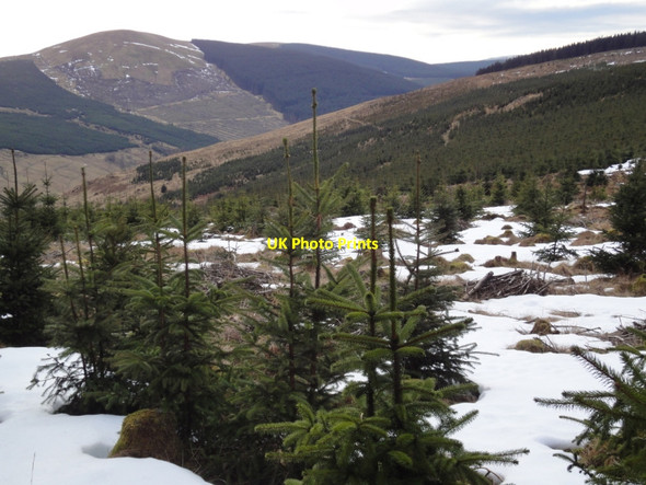Photo 6"x4" New forestry on Jarney Hill Sharp Craig c2010