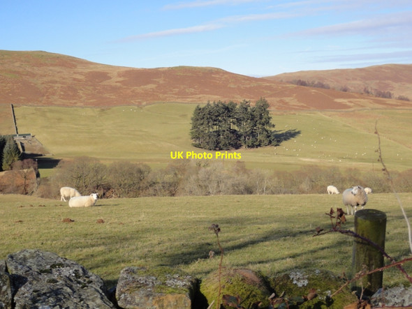 Photo 6"x4" Stand of pines on Bardennoch Hill Moniaive c2010