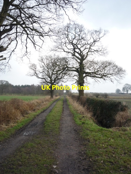 Photo 6"x4" Along Lorrenger Lane Askham Bryan c2010