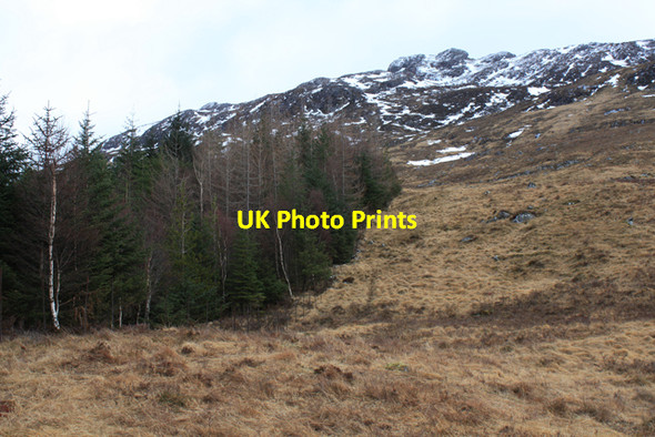 Photo 6"x4" Plantation on the slopes of  Binnein Shuas Torgulbin c2010