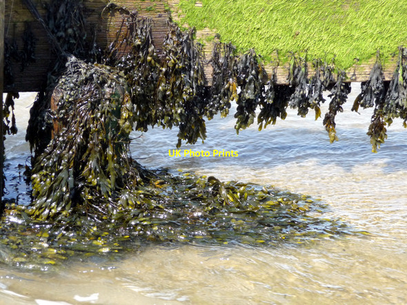 Photo 6"x4" Seaweed on Groyne, Shanklin, Isle of Wight Shanklin c2009
