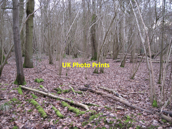 Photo 6"x4" Hazel and oak, Bubbenhall Wood Bubbenhall c2010