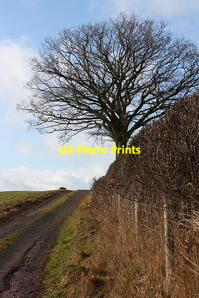 Photo 6"x4" Winter tree by footpath Lea\/SO6521 c2010