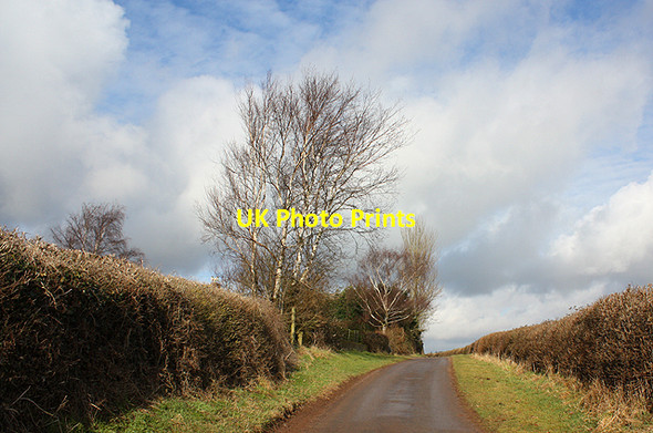 Photo 6"x4" Winter birches Lea\/SO6521 c2010
