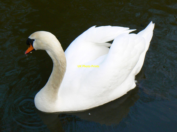 Photo 6"x4" Mute Swan, Wilts and Berks canal, Swindon Okus c2010