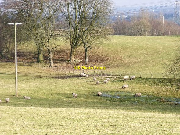 Photo 6"x4" Sheep in the field Banton\/NS7579 c2010