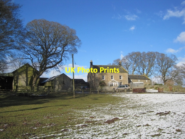 Photo 6"x4" The Ash Stonehaugh c2010