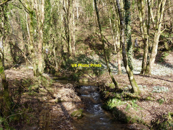 Photo 6"x4" The river Avil, Snowdrop Valley, North Hawkswell Wood Cutcombe c2010