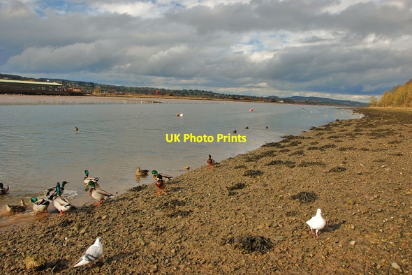 Photo 6"x4" Seaton: View up the Estuary Seaton\/SY2490 c2010