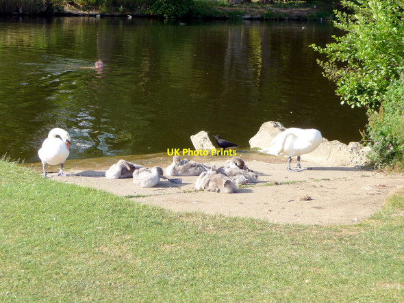 Photo 6"x4" Mute Swan (Cygnus olor) Pangbourne c2009