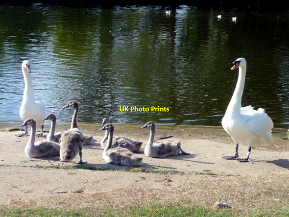 Photo 6"x4" Family of Mute Swans (Cygnus olor) Pangbourne c2009