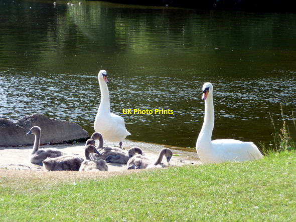 Photo 6"x4" Family of Mute Swans (Cygnus olor) Pangbourne c2009