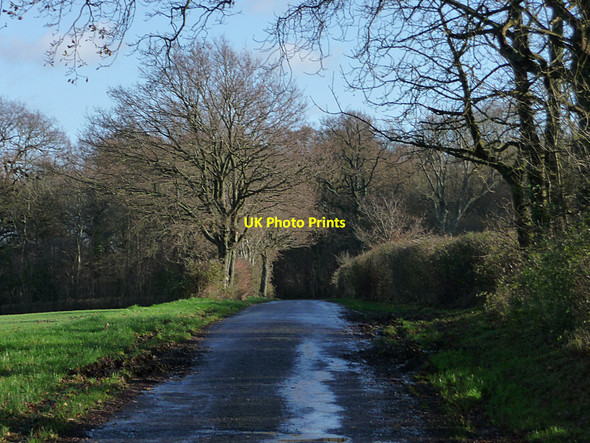 Photo 6"x4" Dumpford Lane approaching Clarefield Copse Dumpford c2009