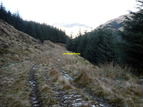 Photo 6"x4" Forest road in Invernenty Glen Stob Breac c2010