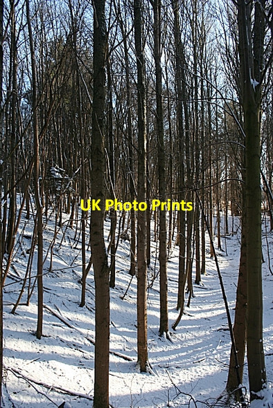 Photo 6"x4" Trees in Cullen House Policies Cullen\/NJ5167 c2010