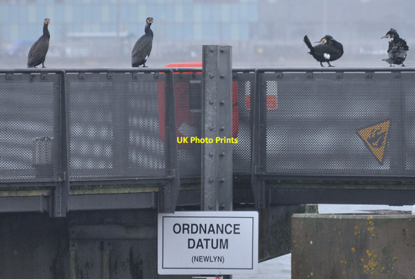 Photo 6"x4" Datum cormorants - Cardiff Bay Penarth\/ST1871 c2010