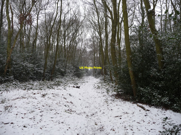 Photo 6"x4" Coppice Woods Brownhills\/SK0405 c2009