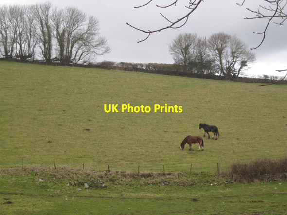 Photo 6"x4" Horses on a hillside near Perry Farm Mile End\/SX8372 c2010